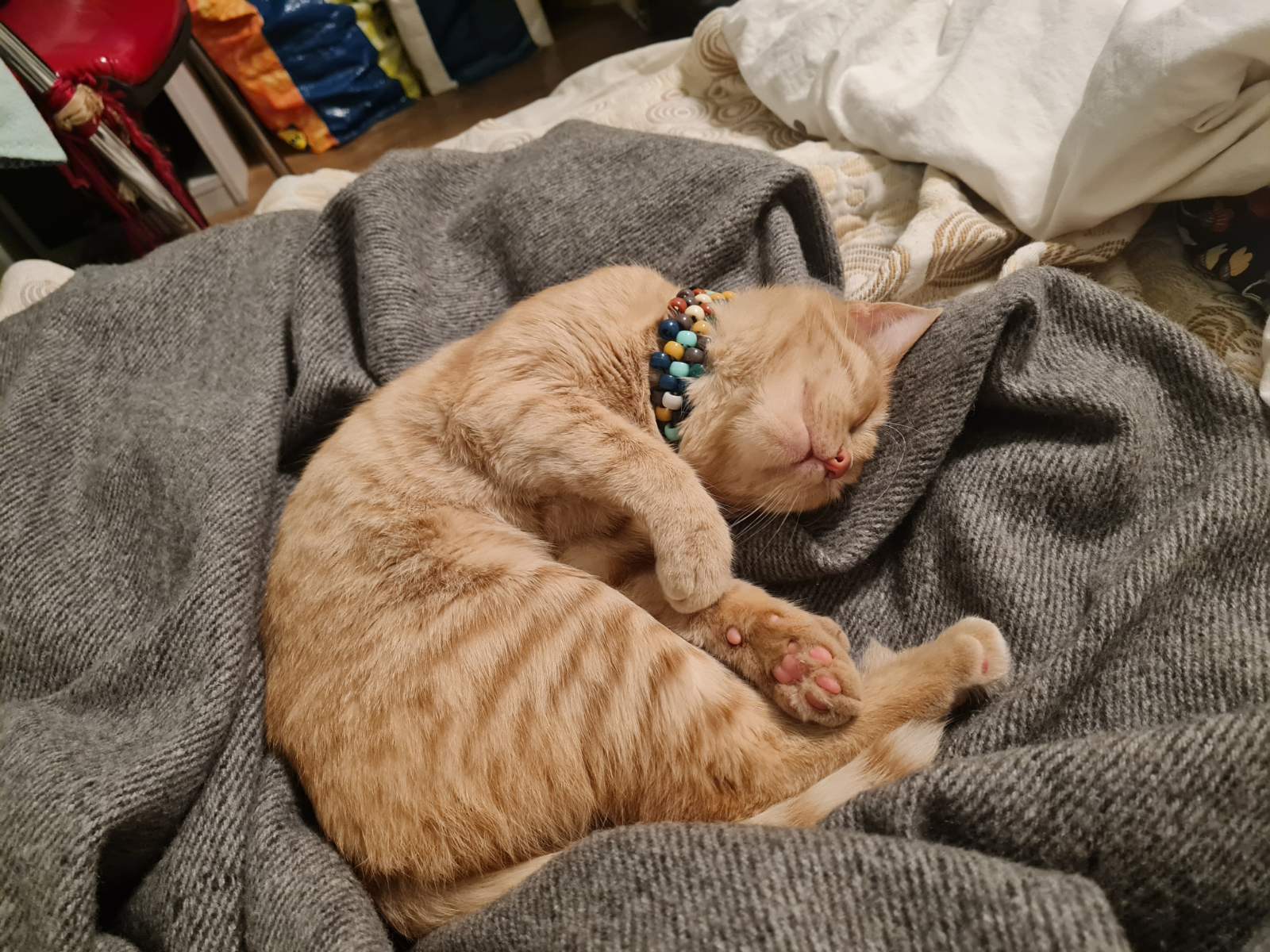 Photo of an orange cat curled up on a blanket